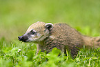 South American coati