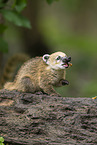 South American coati