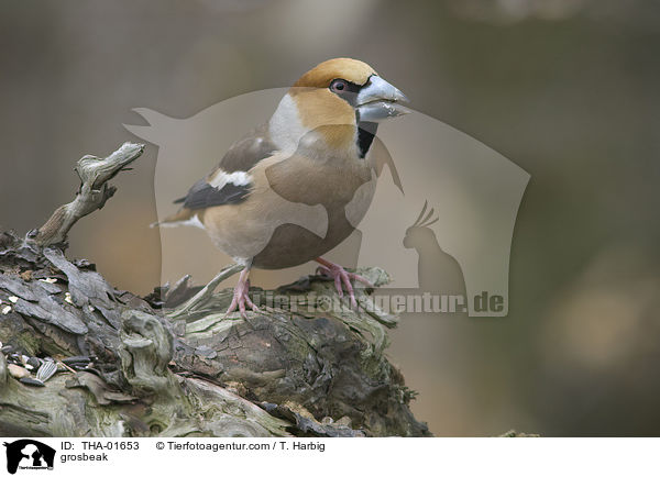 Kernbeier / grosbeak / THA-01653