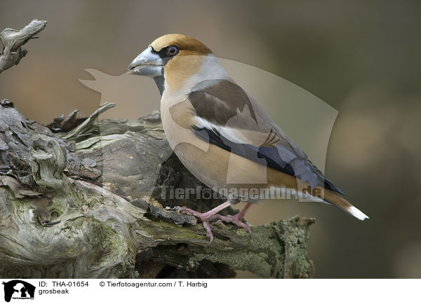 grosbeak / THA-01654
