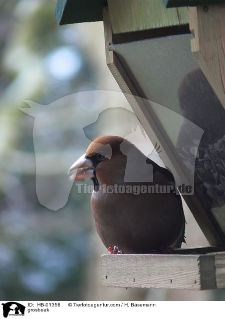 Kernbeier / grosbeak / HB-01358