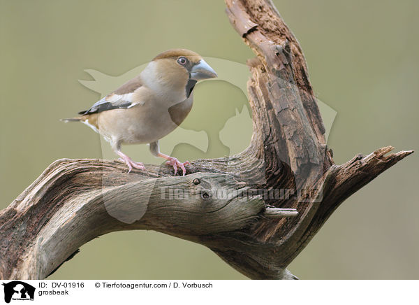 Kernbeisser / grosbeak / DV-01916