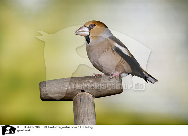 Kernbeisser / grosbeak / THA-05706