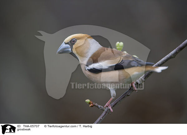 grosbeak / THA-05707
