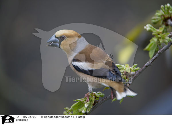 Kernbeisser / grosbeak / THA-05709