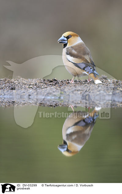 grosbeak / DV-03299