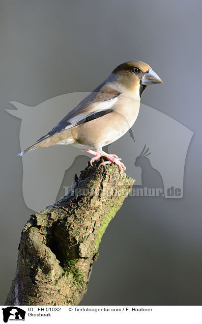Kernbeisser / Grosbeak / FH-01032