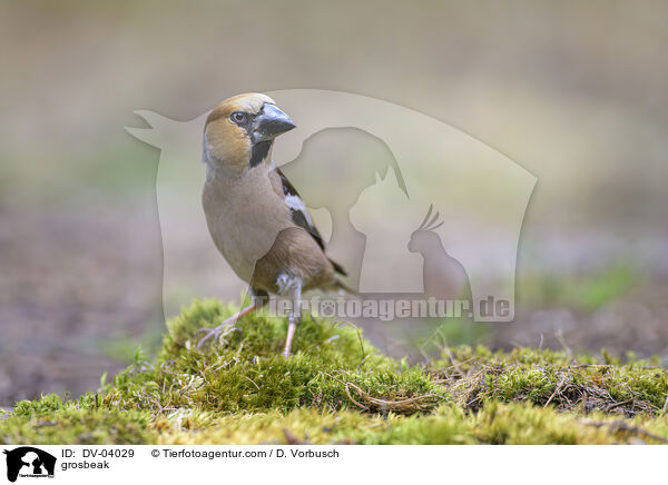 Kernbeisser / grosbeak / DV-04029