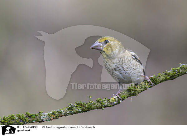 Kernbeisser / grosbeak / DV-04030