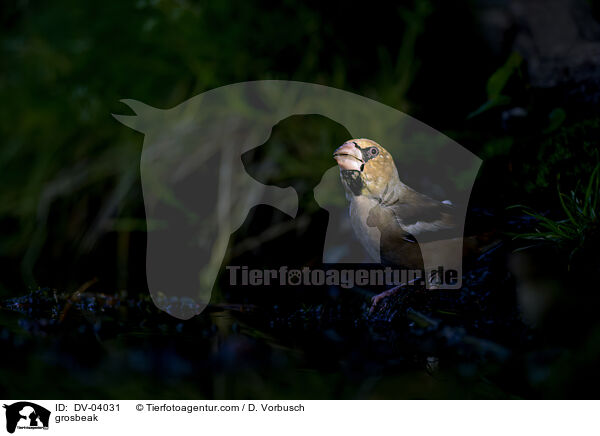 Kernbeisser / grosbeak / DV-04031
