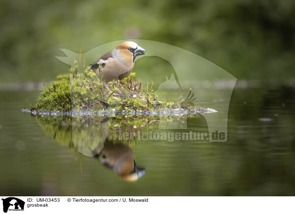 Kernbeier / grosbeak / UM-03453