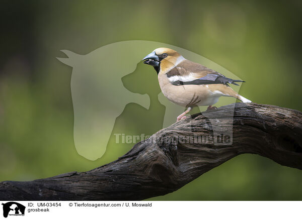 Kernbeißer / grosbeak / UM-03454