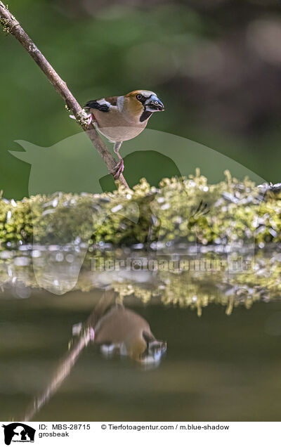 Kernbeisser / grosbeak / MBS-28715