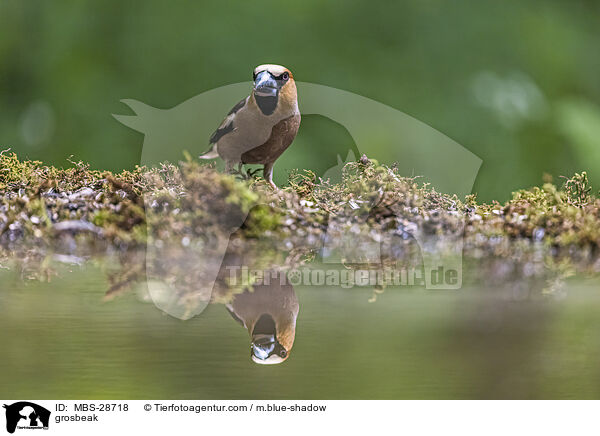 Kernbeisser / grosbeak / MBS-28718