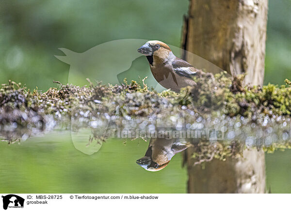 Kernbeisser / grosbeak / MBS-28725
