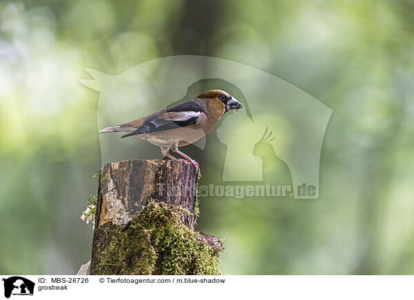 grosbeak / MBS-28726