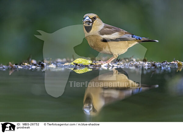 Kernbeisser / grosbeak / MBS-28752