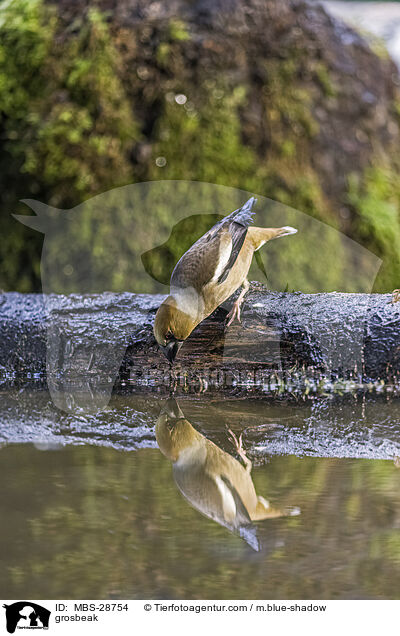 Kernbeisser / grosbeak / MBS-28754