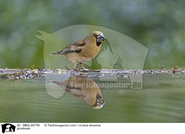 Kernbeisser / grosbeak / MBS-28756