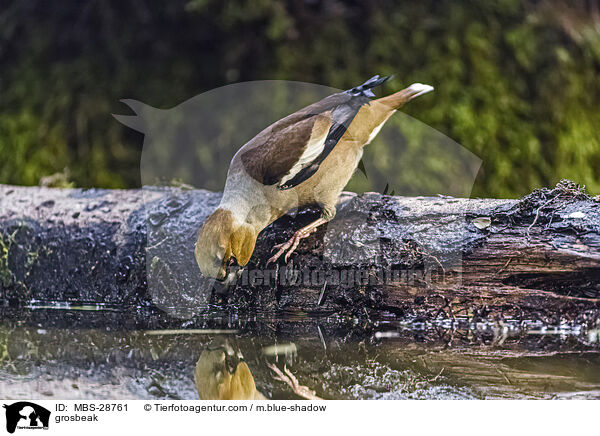 Kernbeisser / grosbeak / MBS-28761