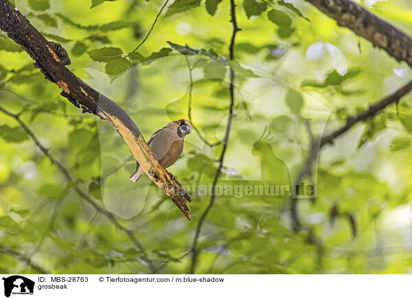 Kernbeisser / grosbeak / MBS-28763