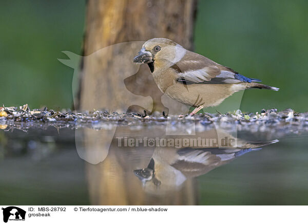Kernbeisser / grosbeak / MBS-28792