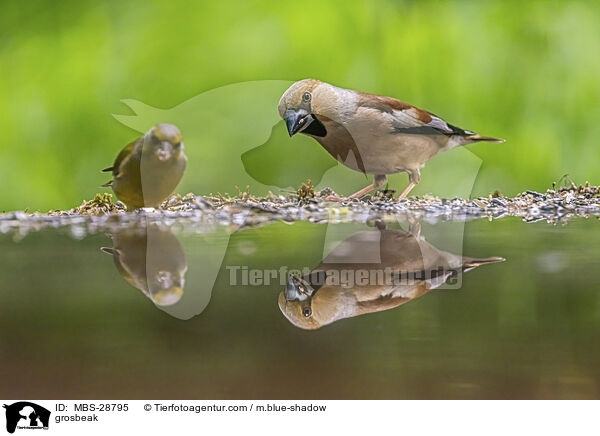 grosbeak / MBS-28795