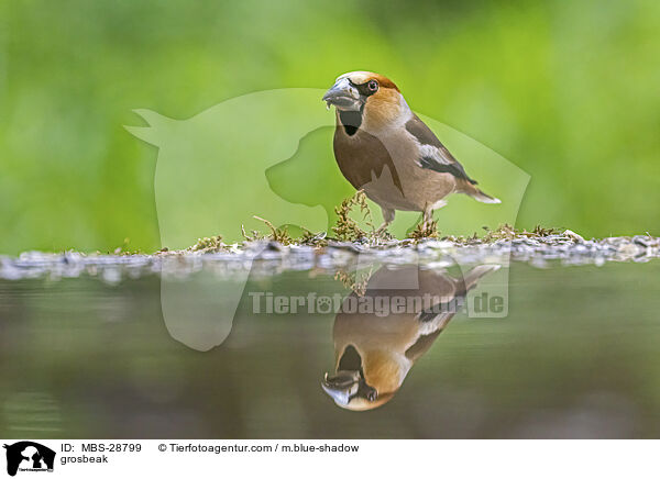 Kernbeisser / grosbeak / MBS-28799