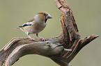 grosbeak