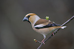 grosbeak