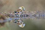 grosbeak