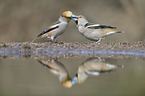 grosbeaks