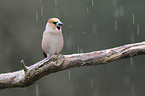 grosbeaks