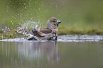grosbeak