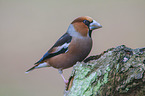 grosbeak