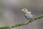 grosbeak