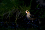 grosbeak