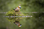 grosbeak