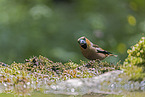 grosbeak