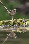 grosbeak