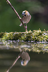 grosbeak