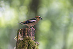 grosbeak