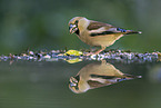 grosbeak