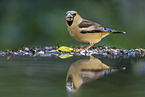 grosbeak