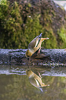 grosbeak