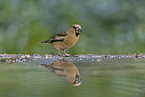 grosbeak