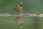 grosbeak