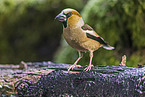 grosbeak