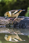 grosbeak