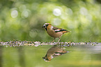 grosbeak